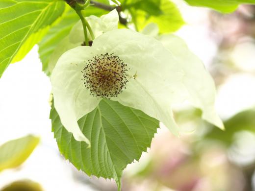 誕生花集ー7月15日　ハンカチの木画像