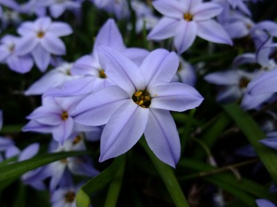 花韮