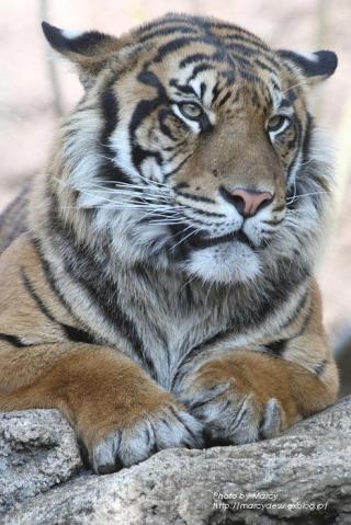 希少動物のやつ画像