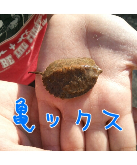 亀ックス☆