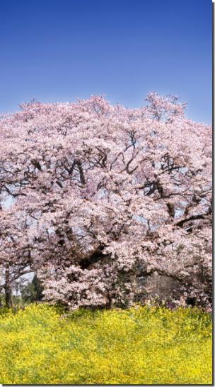 ほらね、何とかなっちゃうでしょ、合格おめでとう。画像